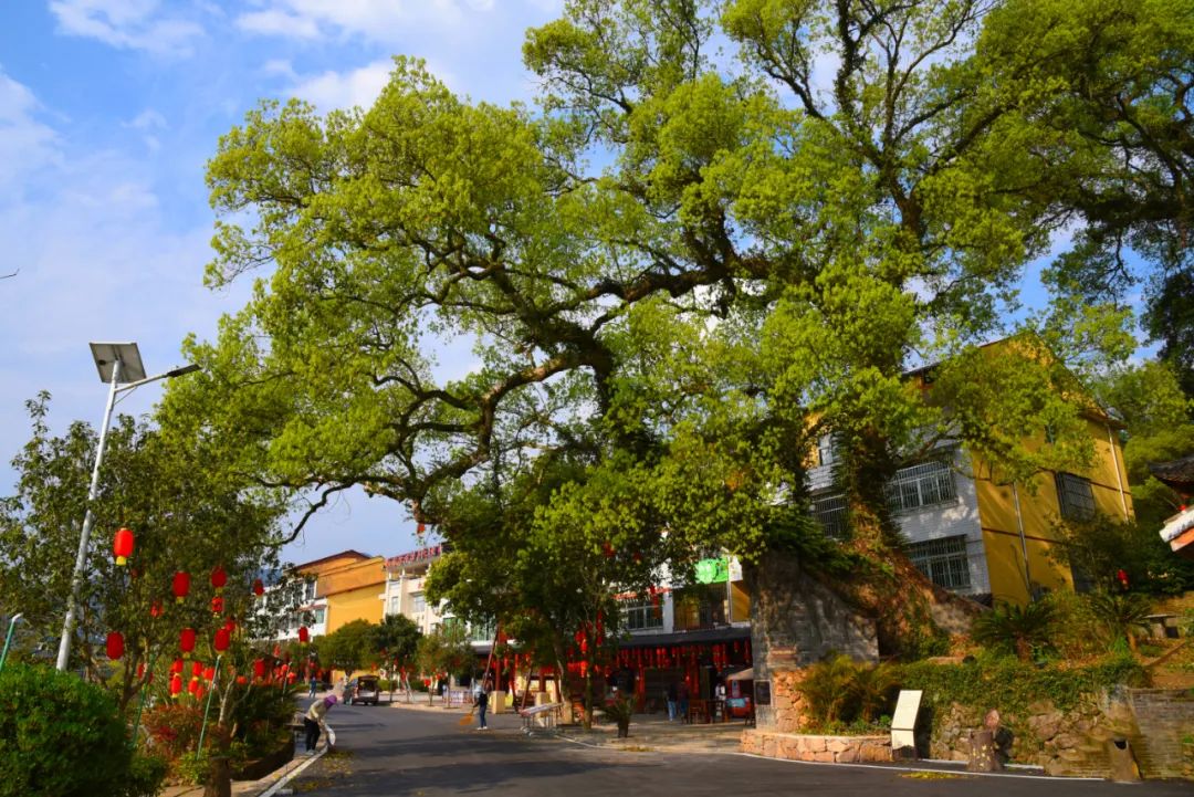 沙县俞邦村:"小吃第一村"的幸福滋味