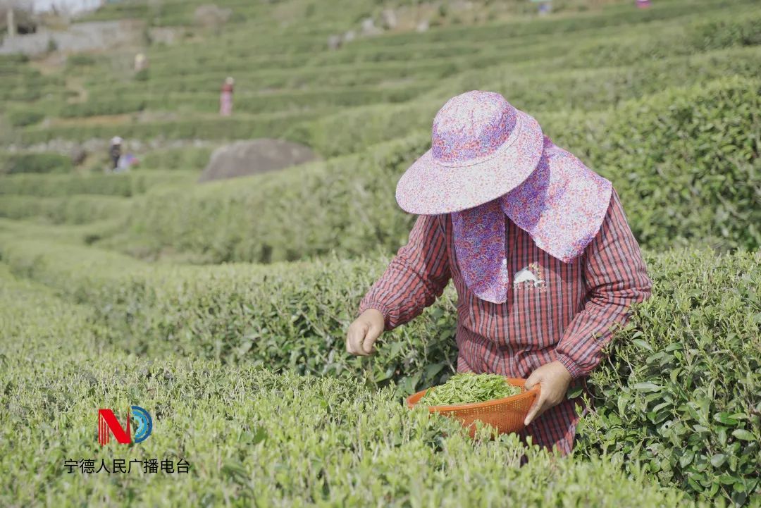 3月24日,福鼎市佳阳乡鼎白茶园小路两旁开满了樱花,成片的茶树随风
