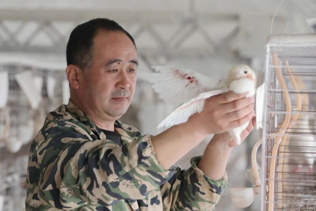 中国退役军人·在希望的田野上丨王培法：靠养鸽子走上了致富路