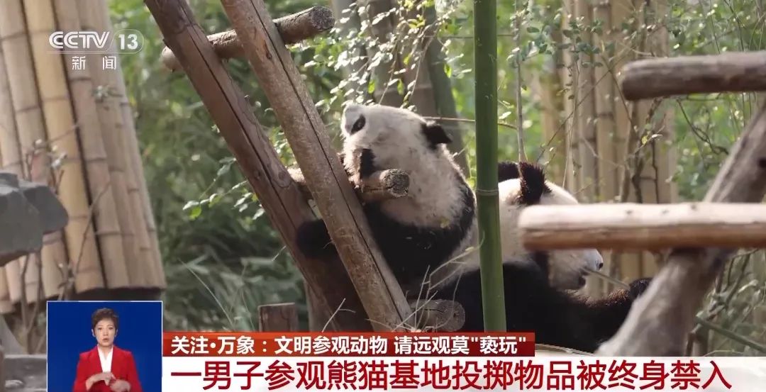 爱是克制！对熊猫等动物造成伤害，后果严重或担刑责