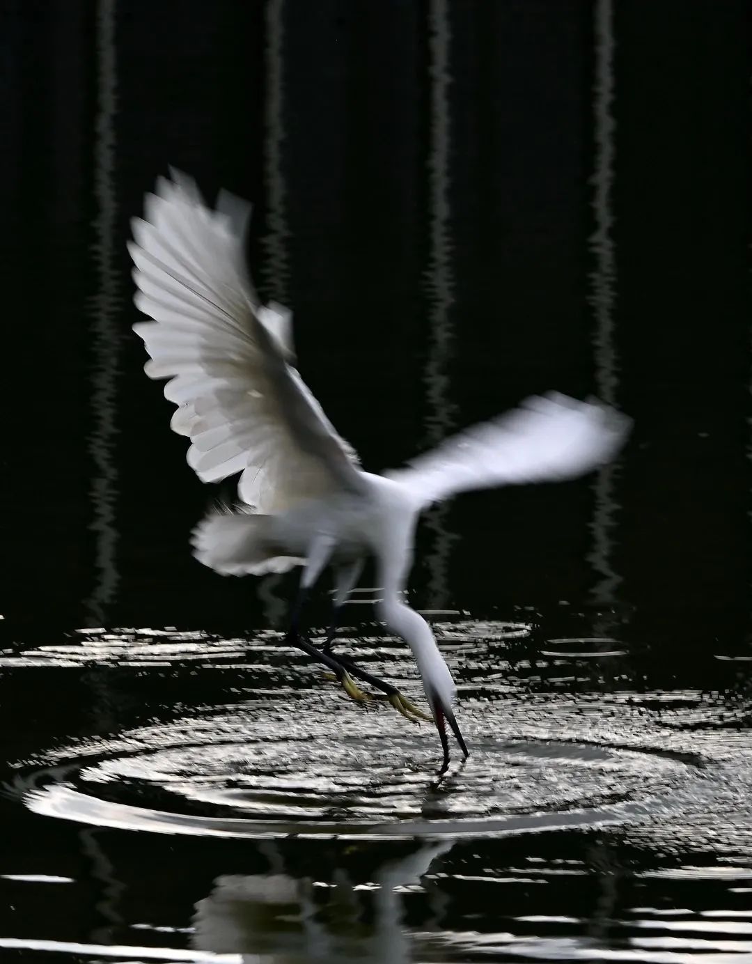 海鸥最好看的一张照片 734d3e1c-d214-4082-bc4e-abd5be956d9f.jpeg